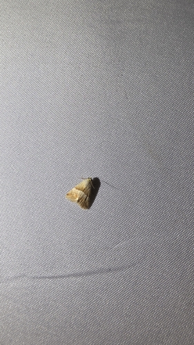 Small Marbled
