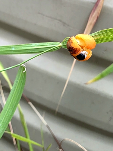 Wombat Berry