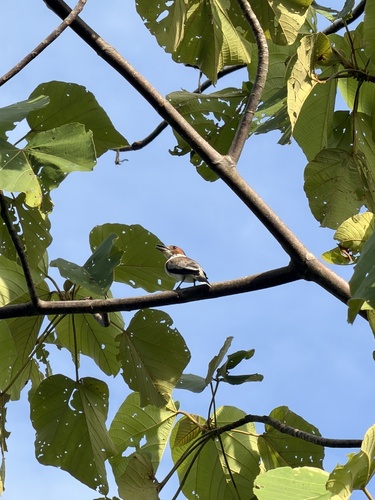 Black-crowned Tityra