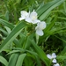 Ozark Spiderwort - Photo (c) Eric Hunt, all rights reserved, uploaded by Eric Hunt