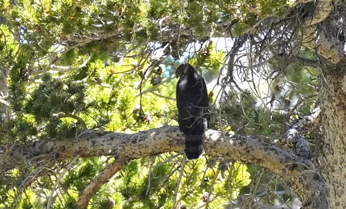 iNaturalist observation photo of Cooper's Hawk