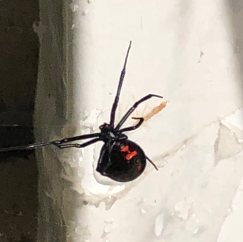Northern Black Widow