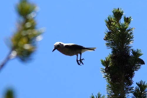 iNaturalist observation photo of Clark's Nutcracker
