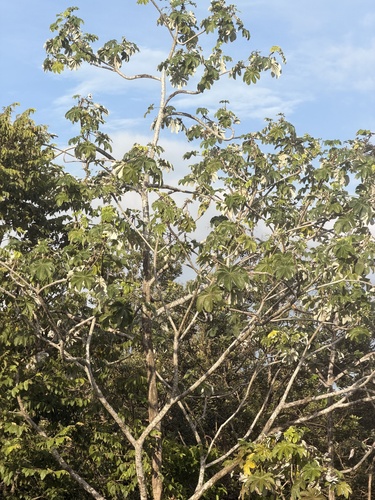 trumpet tree