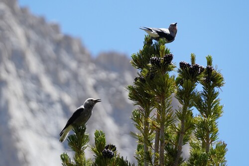 iNaturalist observation photo of Clark's Nutcracker