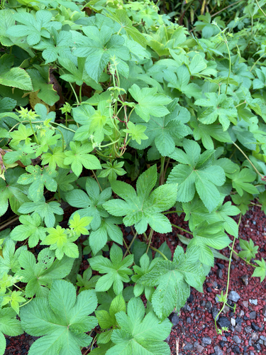 Japanese Hops