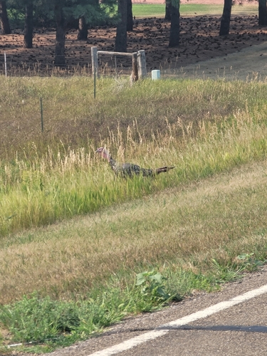 Wild Turkey