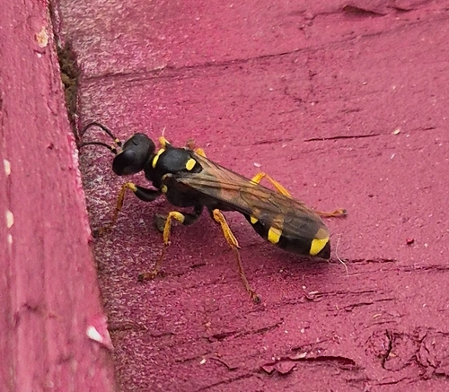 Field digger wasp