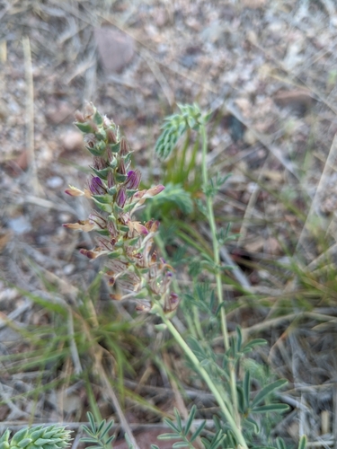 Dalea pogonathera var. pogonathera