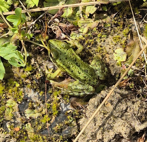Pool frog complex and its kleptons