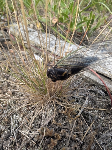 Northern Dog-day Cicada