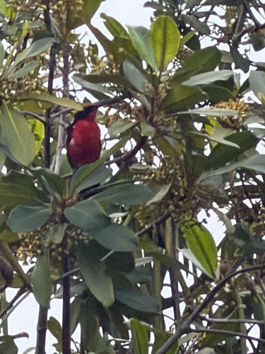 Yellow-crowned Gonolek