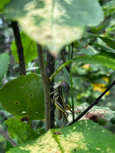 Two-striped Grasshopper