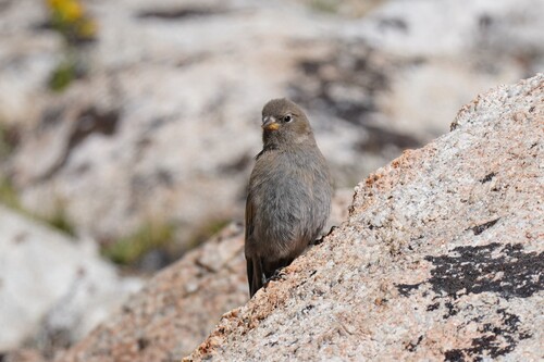 iNaturalist observation photo of Gray-crowned Rosy-Finch