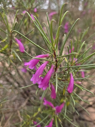 Eremophila rostrata