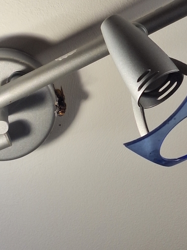 European Hornet