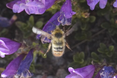 iNaturalist observation photo of Bumble Bees