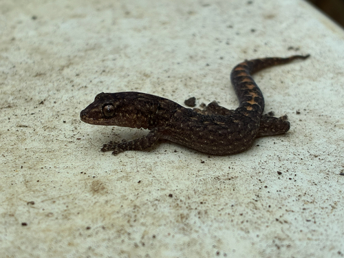 Southern Marbled Gecko