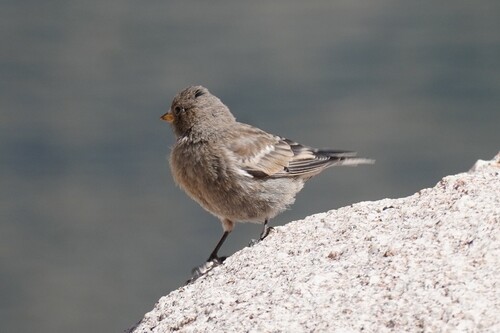 iNaturalist observation photo of Gray-crowned Rosy-Finch