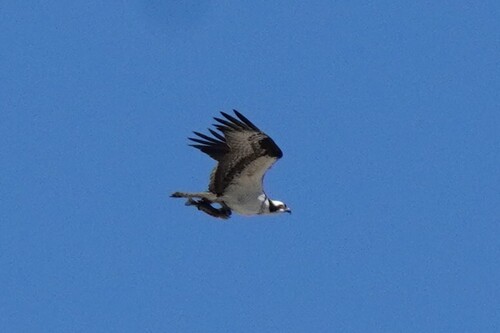 iNaturalist observation photo of Osprey