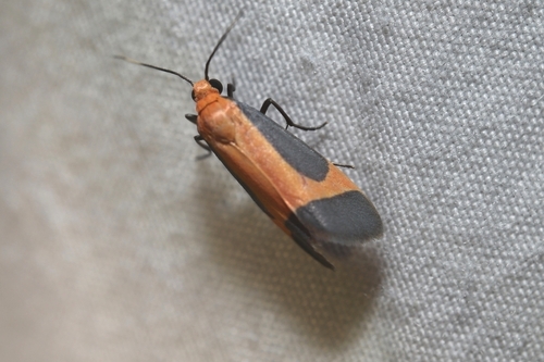 Angel Lichen Moth