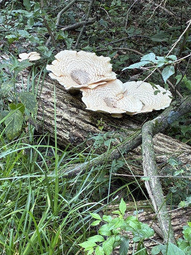 Dryad's Saddle