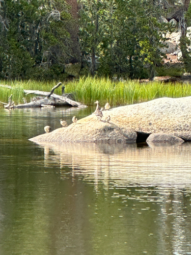 iNaturalist observation photo of Ducks, Geese, and Swans