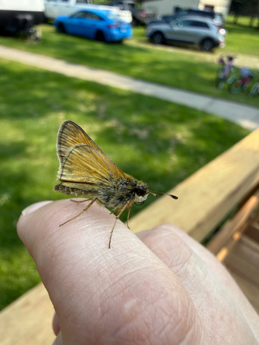 Huron Skipper