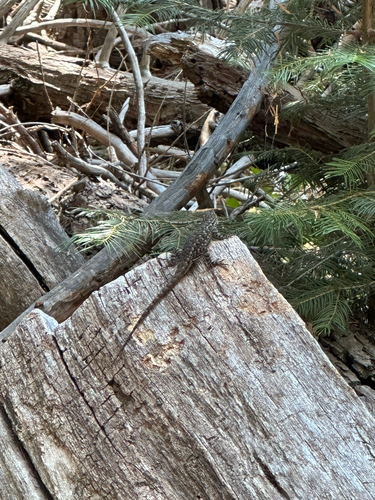 iNaturalist observation photo of Western Fence Lizard