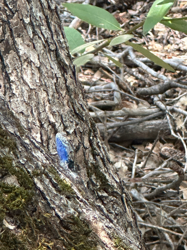 iNaturalist observation photo of Western Fence Lizard