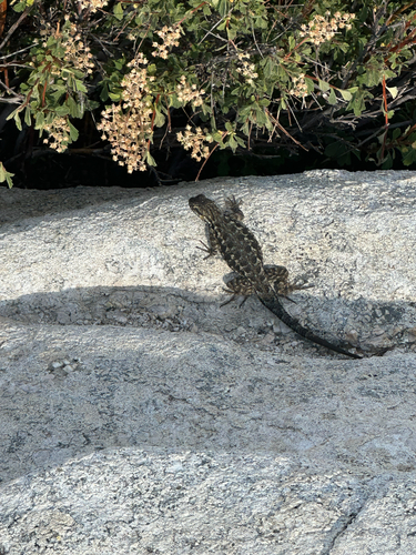iNaturalist observation photo of Western Fence Lizard