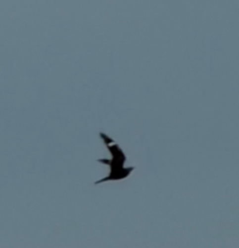 Common Nighthawk