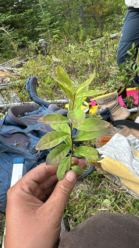 Northern Comandra
