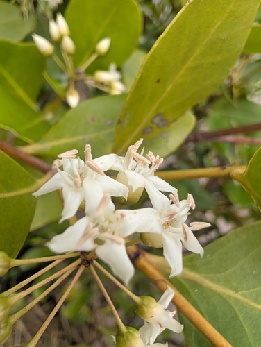 river mangrove