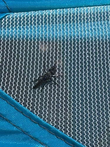 iNaturalist observation photo of Brachyrhopalinae