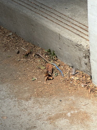 iNaturalist observation photo of Toothy Skinks