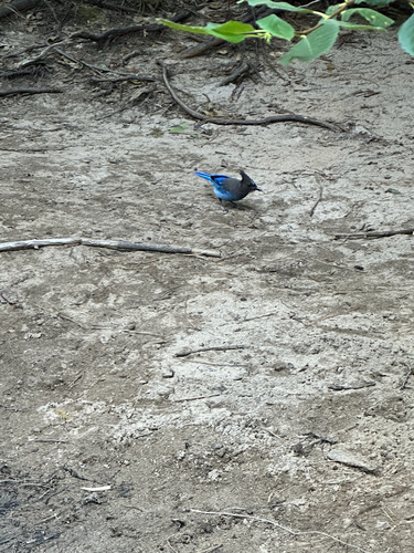 iNaturalist observation photo of Steller's Jay