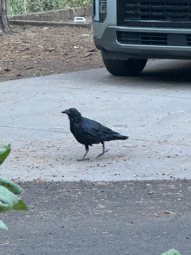 iNaturalist observation photo of Common Raven