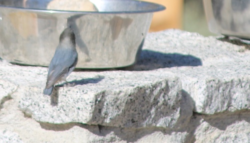 iNaturalist observation photo of Pygmy Nuthatch
