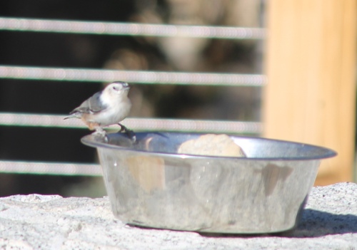 iNaturalist observation photo of White-breasted Nuthatch
