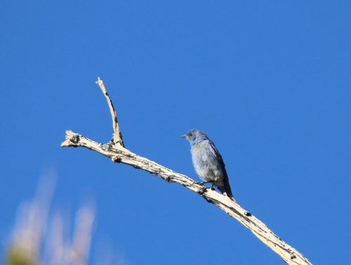 iNaturalist observation photo of Mountain Bluebird