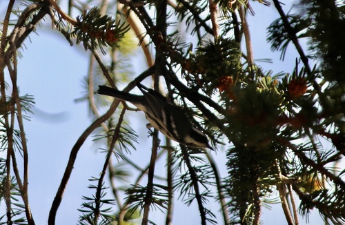 iNaturalist observation photo of Black-throated Gray Warbler