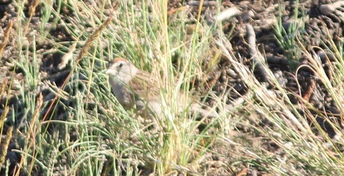 iNaturalist observation photo of Chipping Sparrow