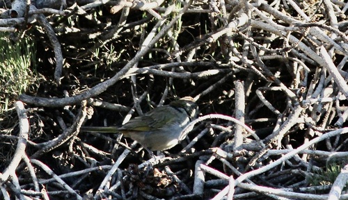 iNaturalist observation photo of Green-tailed Towhee