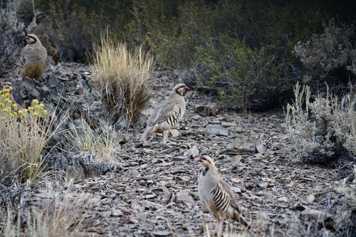 iNaturalist observation photo of Chukar