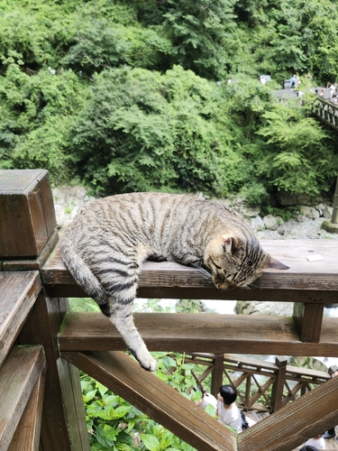 Domestic Cat