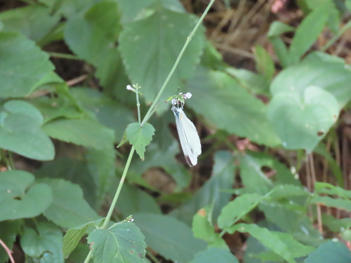 Asian Green-veined White