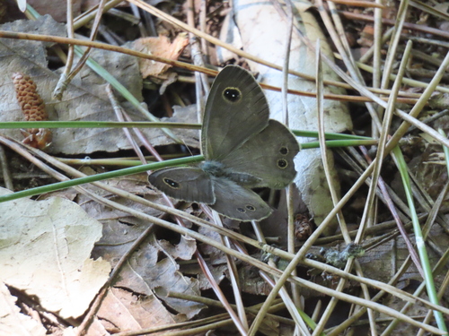 Common Fivering