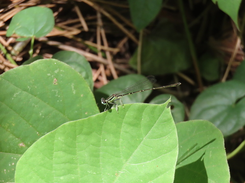 Platycnemis phyllopoda