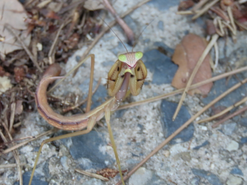Chinese Mantis